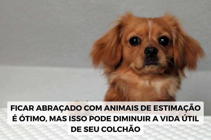 quanto tempo dura um colchão com animais